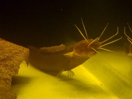 Encheloclarias tapeinopterus