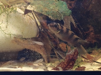 Nanochromis transvestitus