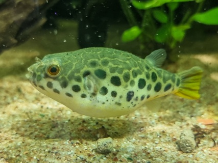 Tetraodon schoutedeni