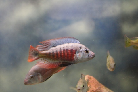 Pundamilia sp. Red Flank 'Nansio'