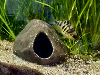 Amatitlania nanolutea