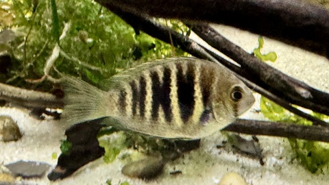 Etroplus canarensis