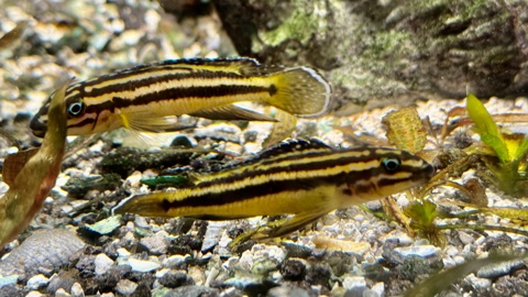 Julidochromis marksmithi