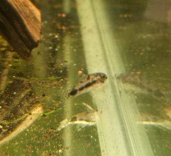 Corydoras habrosus