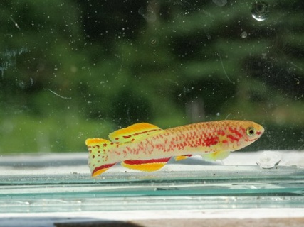 Fundulopanchax Gardneri - Gold