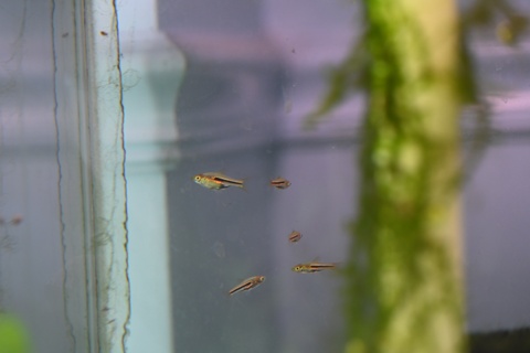 Trigonostigma somphongsi