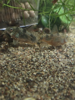 Corydoras paleatus