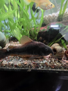 Corydoras schultzei