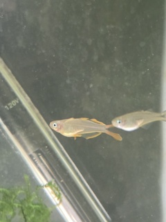 Pseudomugil furcatus
