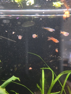 Pseudomugil luminatus
