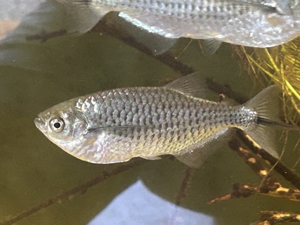 Triportheus Angulatus