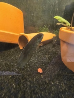 Nannacara anomala