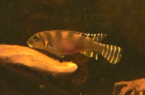 Nanochromis transvestitus