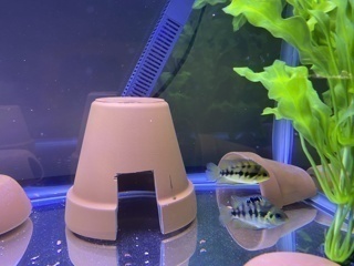 Amatitlania nanolutea