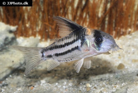 Hoplisoma parallelum