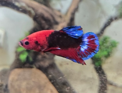 Betta splendens (Red Hellboy)