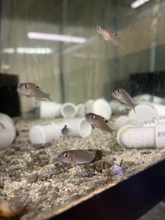 Neolamprologus kungweensis