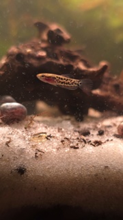 Betta albimarginata