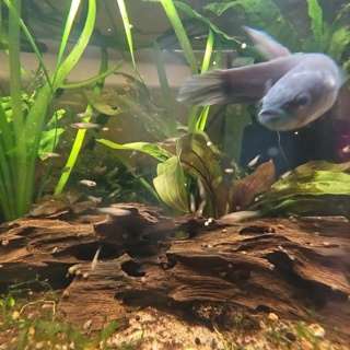 Betta antuta