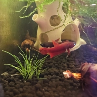 Betta mulyadii