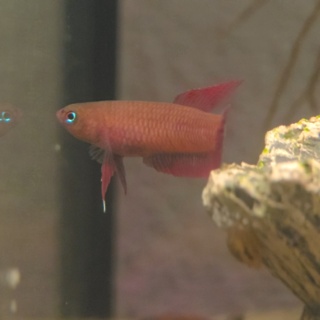 Betta rutilans