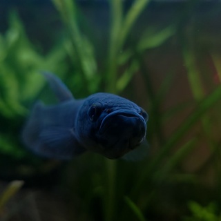 Betta antuta