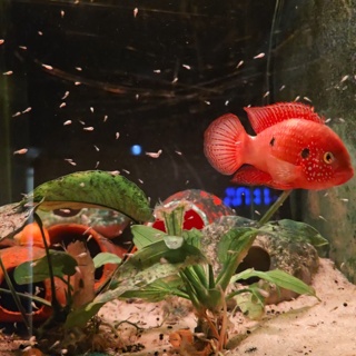 Hemichromis bimaculatus
