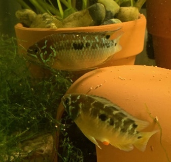 Ivanacara bimaculata