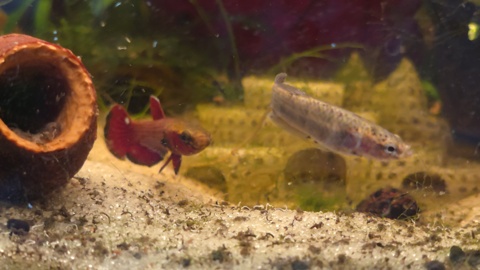 Betta channoides