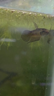 Betta cracens