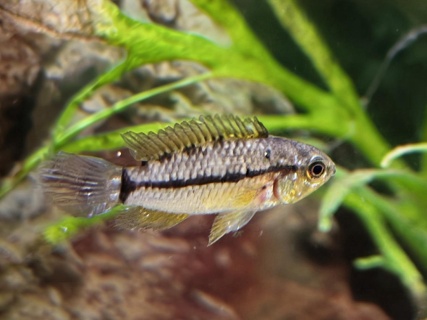 Apistogrammoides Pucallpaensis