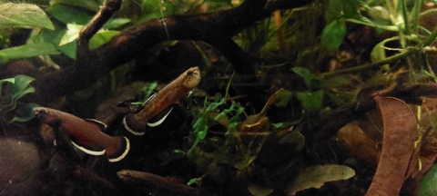 Betta albimarginata