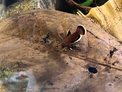 Betta albimarginata 'Sebuku' WC