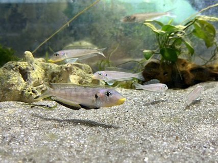 Enantiopus sp. 'kilesa' F1