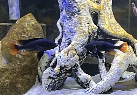 Yssichromis piceatus