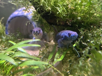Betta sp. ‘antuta’