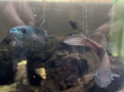 Betta antuta 'LP'