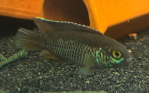 Nannacara anomala