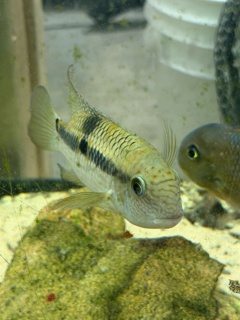 Aequidens Superomaculatum