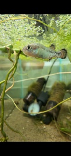 Characodon lateralis