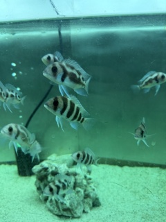 Cyphotilapia frontosa