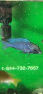 Cyrtocara moorii