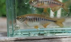Devario maetaengensis