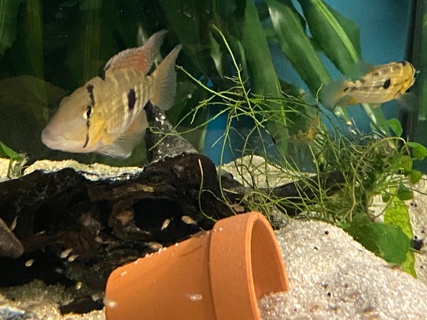 Geophagus diamantinensis