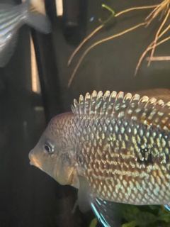 Geophagus sp. Alto Sinu