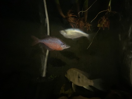 Glossolepis dorityi