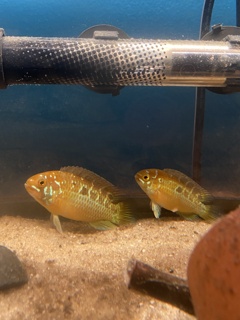 Ivanacara bimaculata