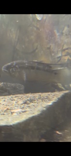 Ivanacara bimaculata