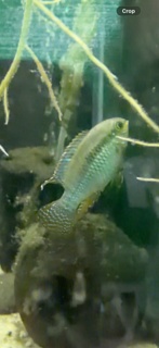 Laetacara curviceps