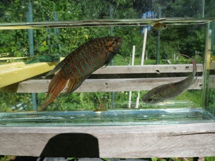 Macropodus opercularis